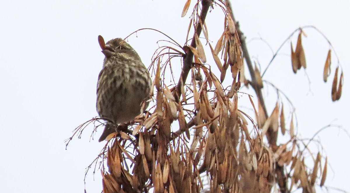 Purple Finch - ML612350820