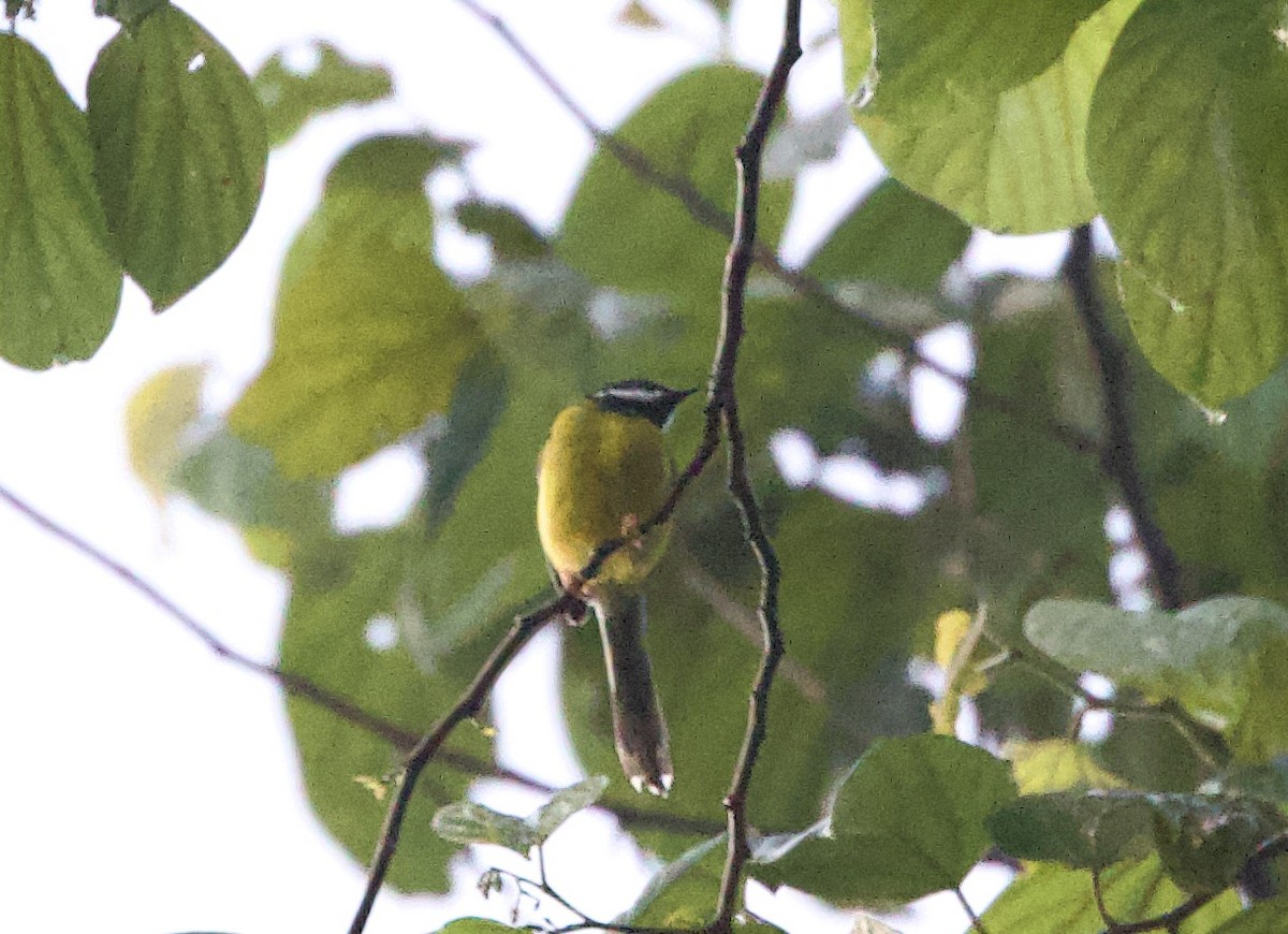 Apalis à gorge noire - ML612350822