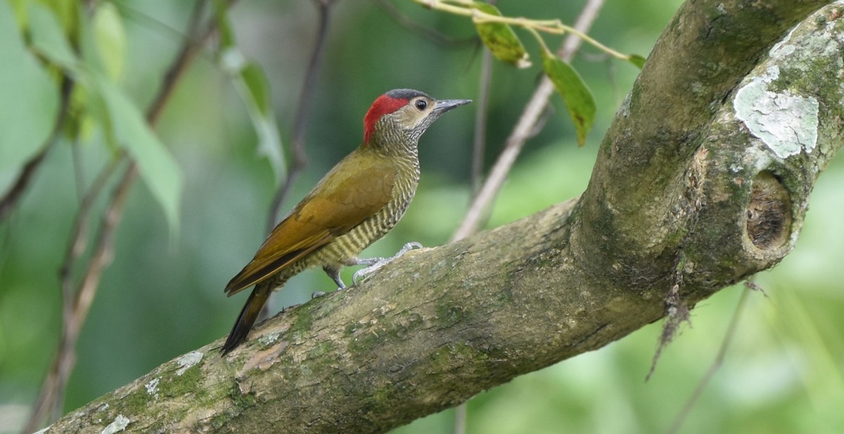 Golden-olive Woodpecker - Zuly Escobedo / Osberto Pineda