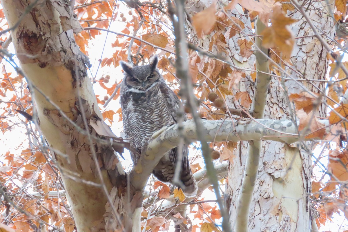 Great Horned Owl - Nancy & Bill LaFramboise