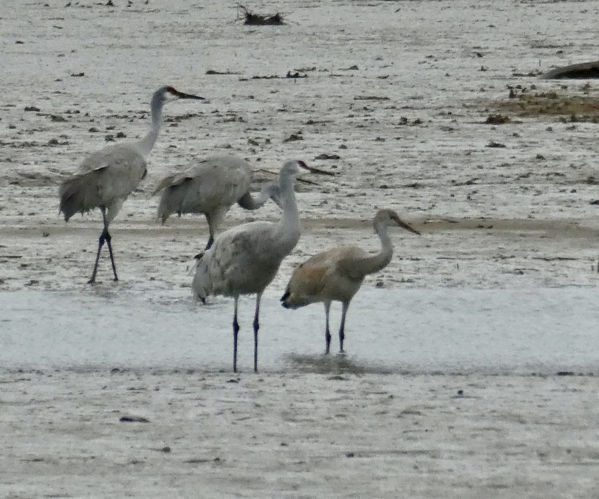 Sandhill Crane (canadensis) - ML612350955