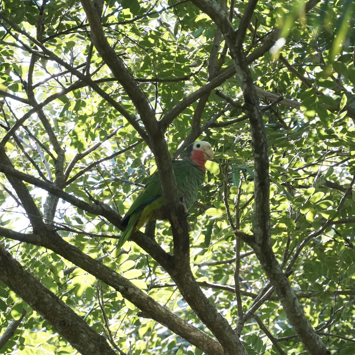 Cuban Parrot - ML612351045