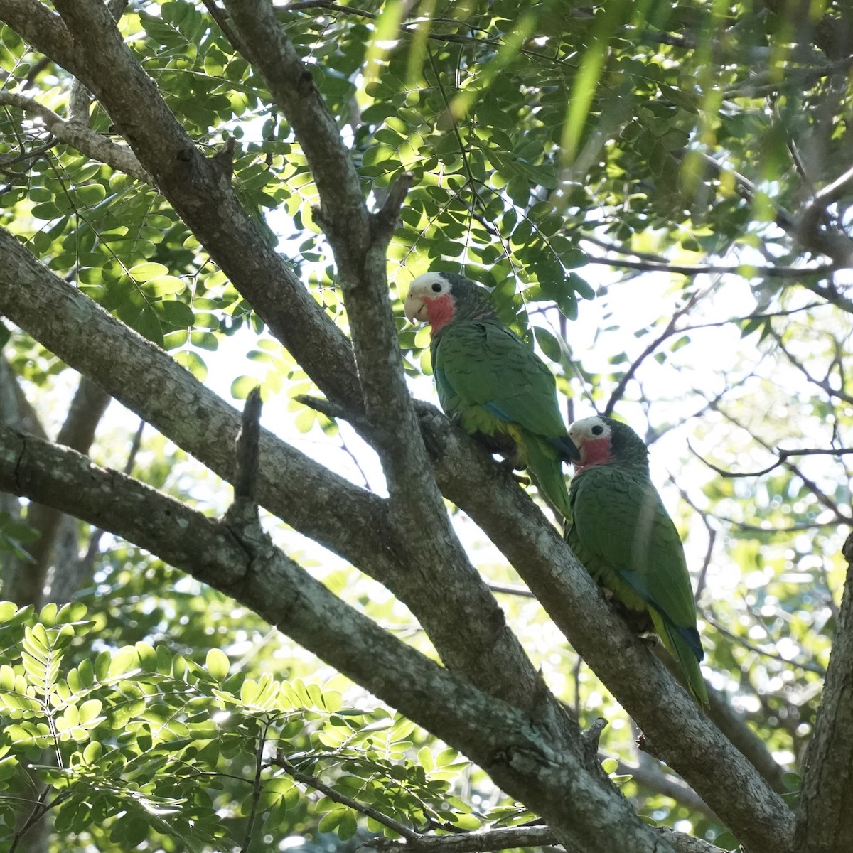 サクラボウシインコ - ML612351046