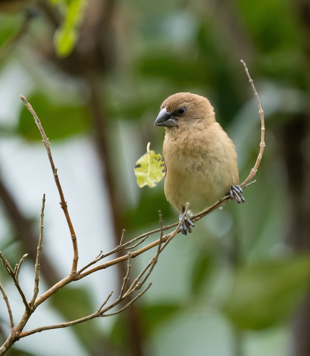 Scaly-breasted Munia - jose santiago