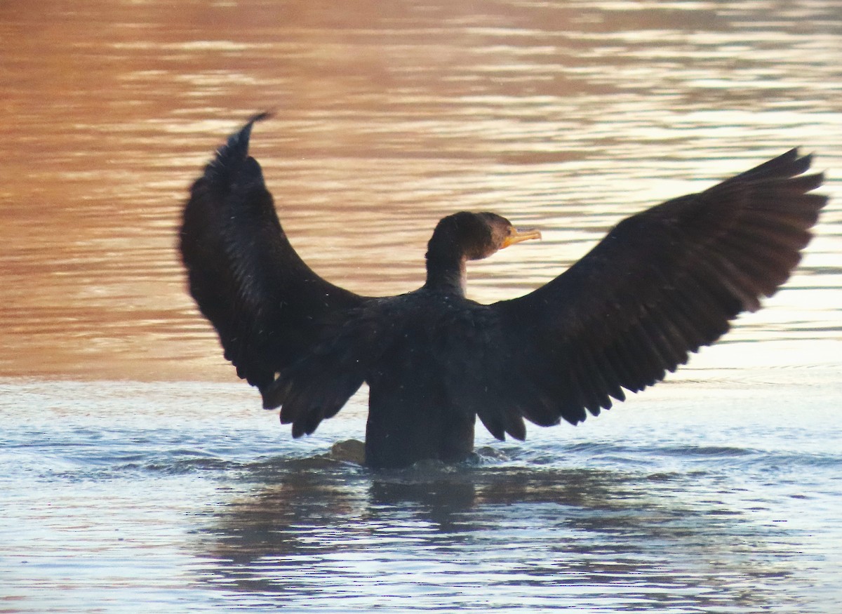 Double-crested Cormorant - ML612351075