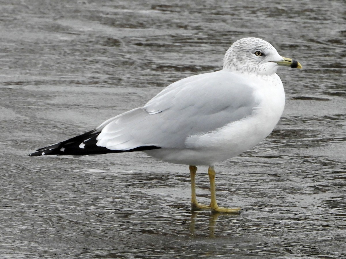 Ring-billed Gull - ML612351086