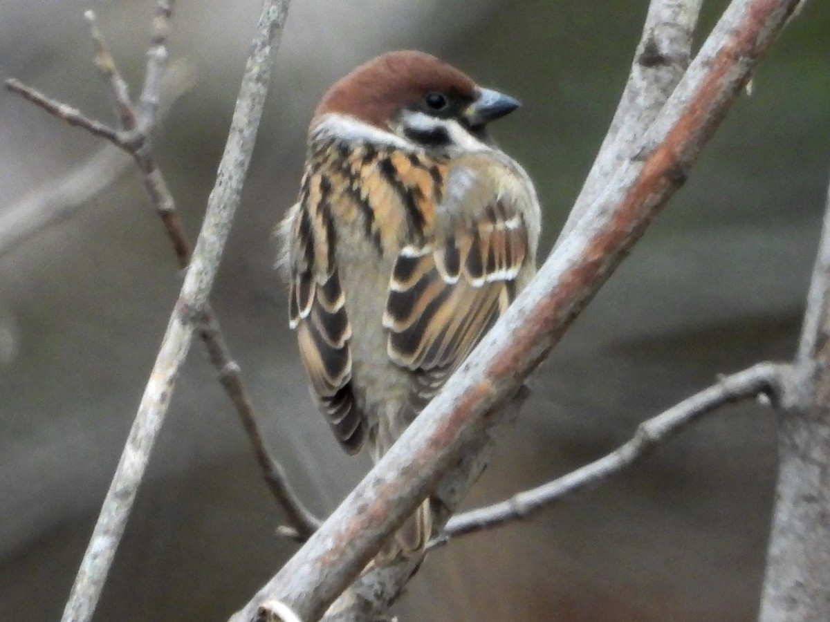 Eurasian Tree Sparrow - ML612351105