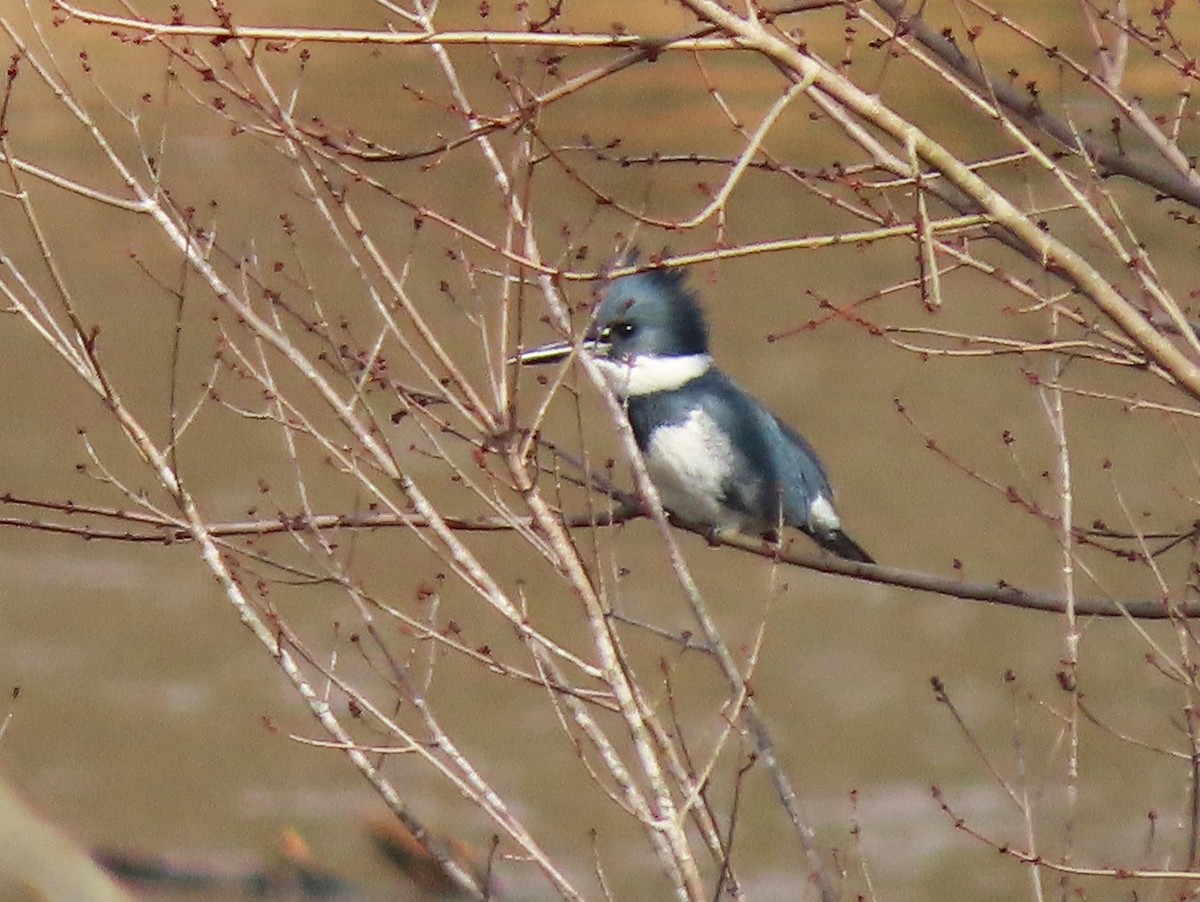 Belted Kingfisher - ML612351108