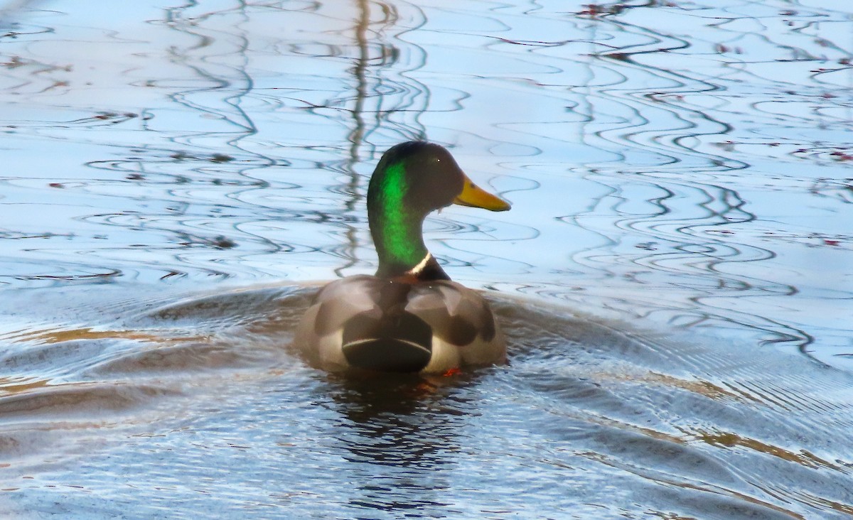 Canard colvert - ML612351130