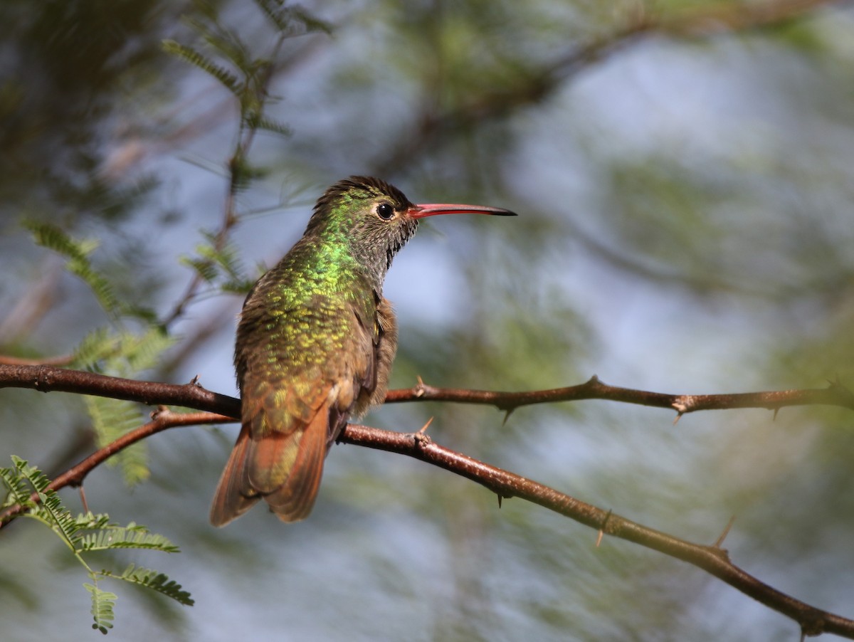 kolibřík yukatanský - ML612351173