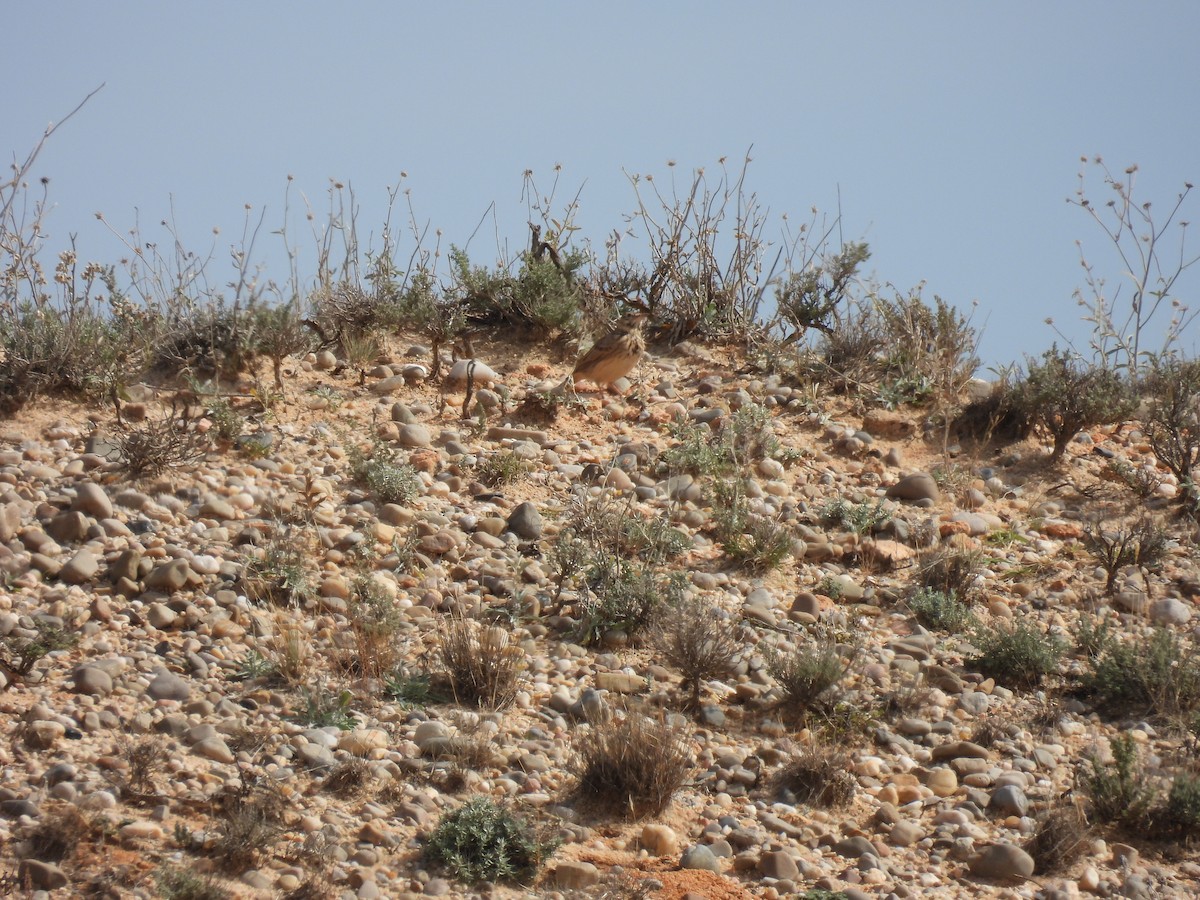 Crested Lark - ML612351190