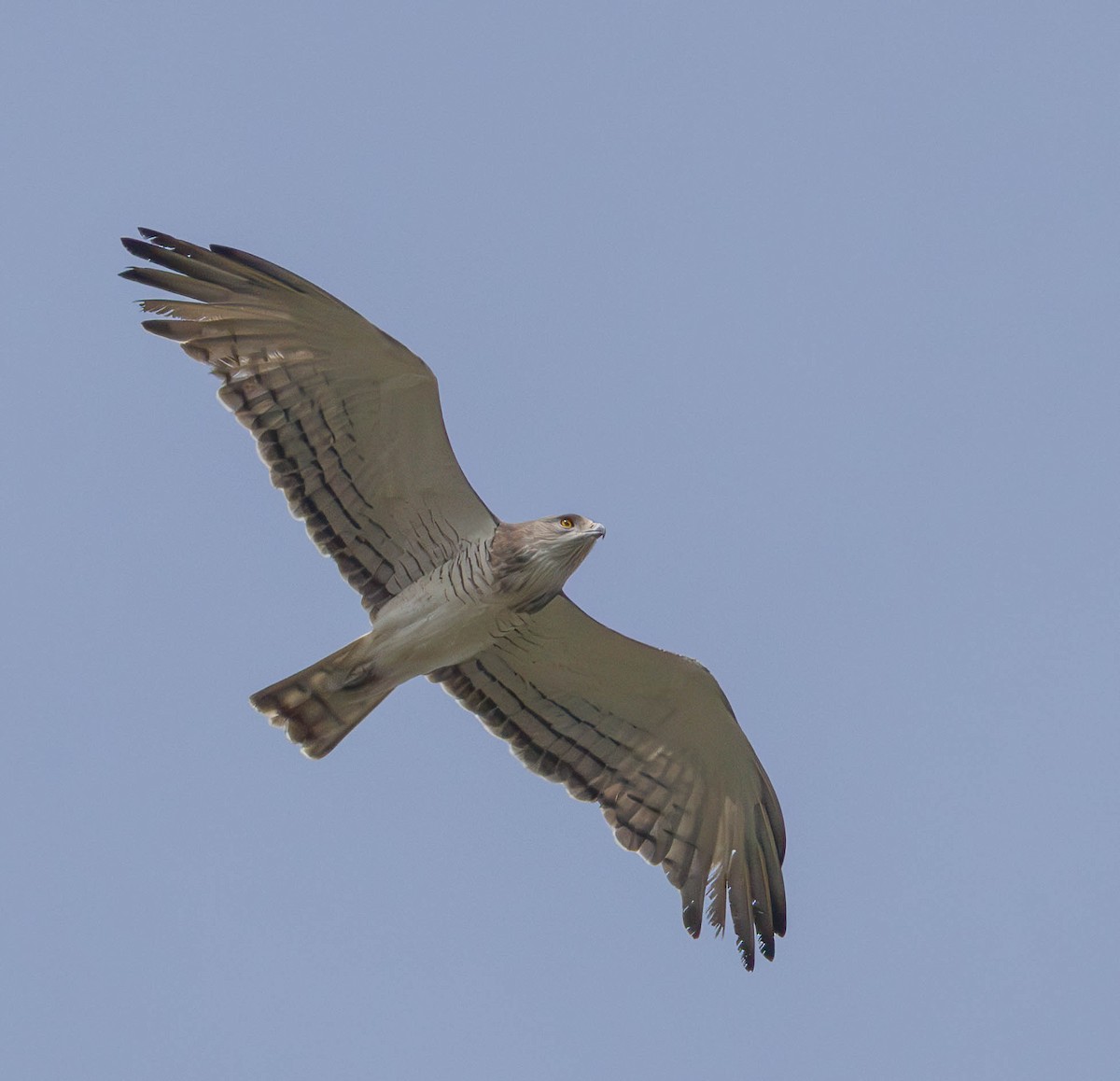 Beaudouin's Snake-Eagle - ML612351199