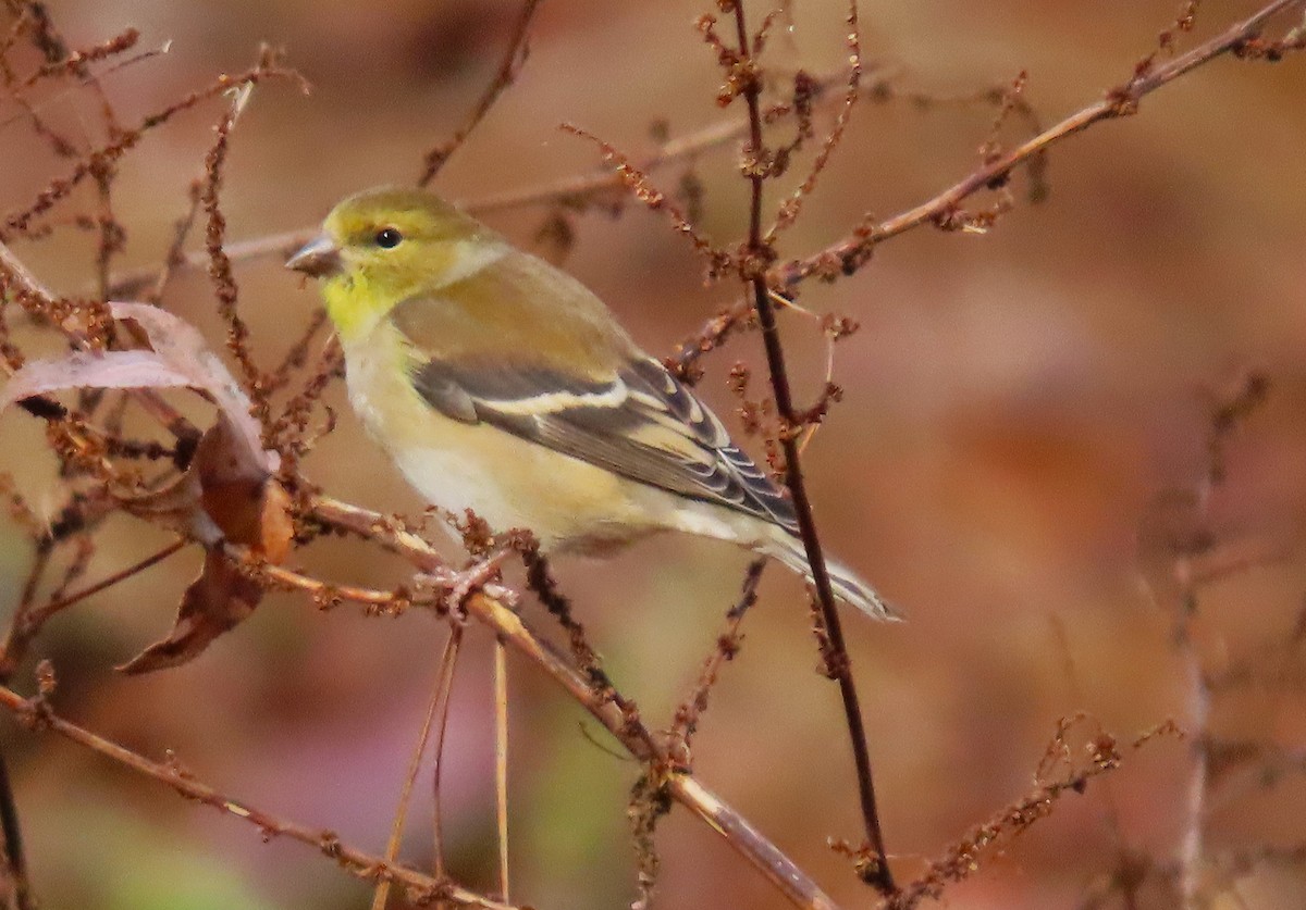 American Goldfinch - ML612351216