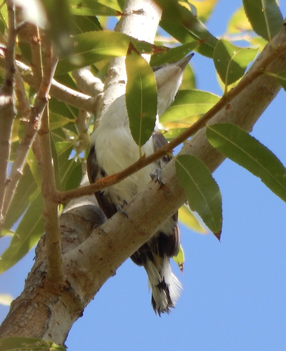 Yellow-billed Cuckoo - Eric Hough