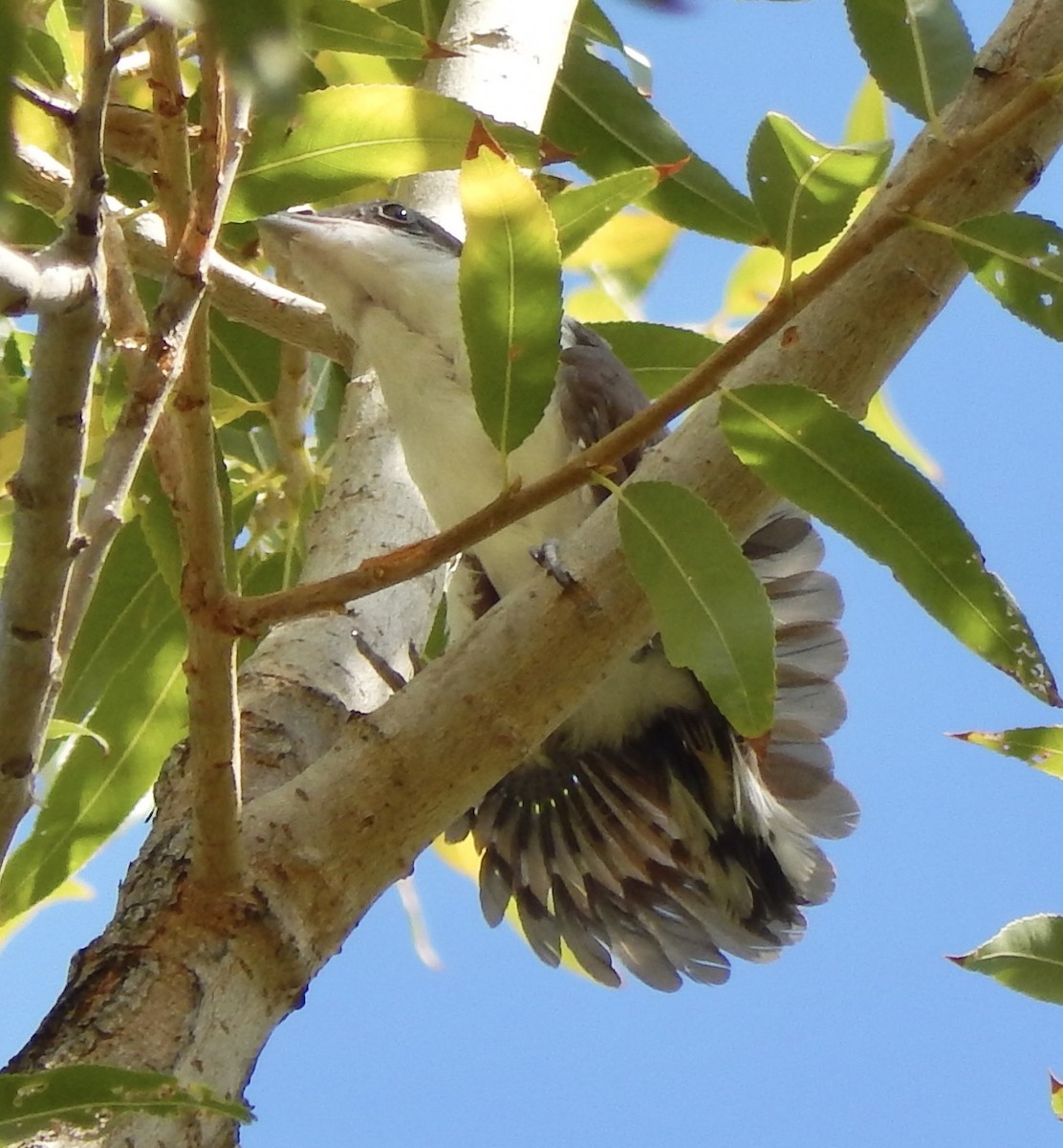 Yellow-billed Cuckoo - Eric Hough