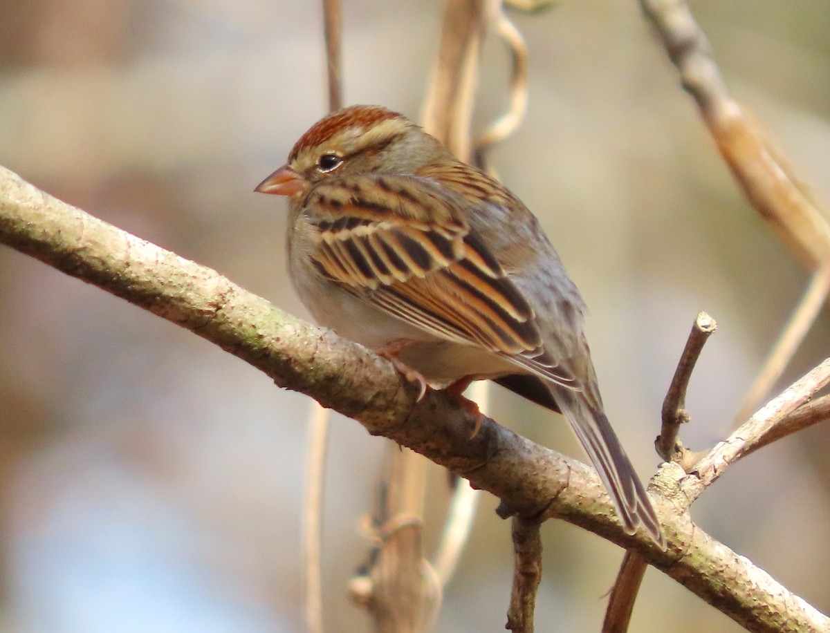Chipping Sparrow - ML612351237