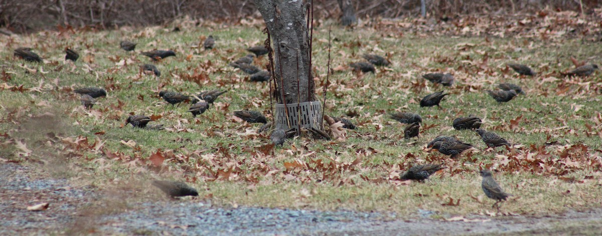 European Starling - ML612351259