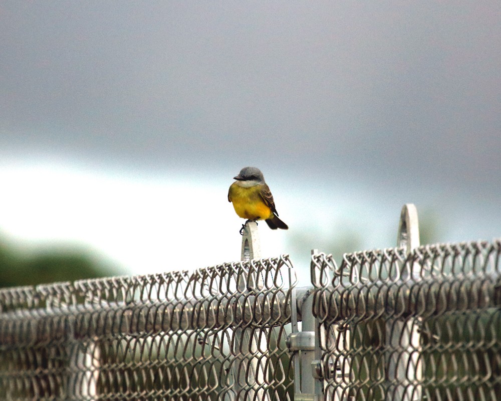 Tropical Kingbird - ML612351282