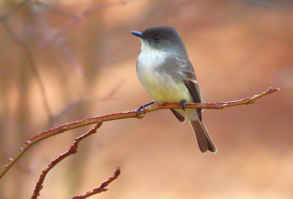 Eastern Phoebe - ML612351326