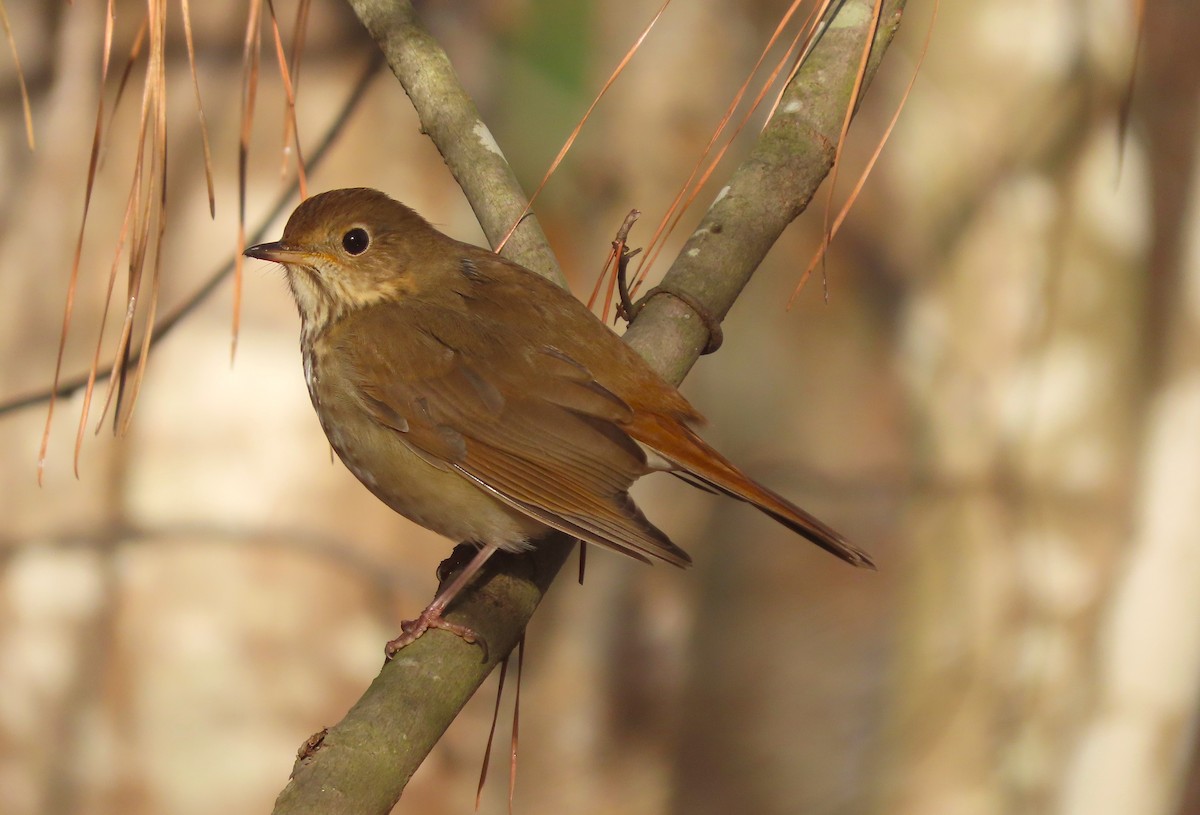 Hermit Thrush - ML612351360