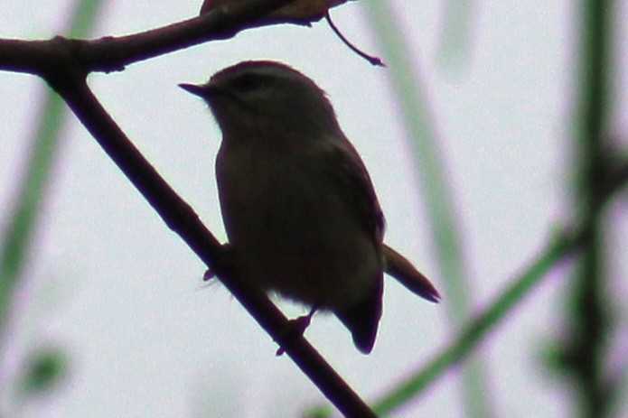 Golden-crowned Kinglet - ML612351379