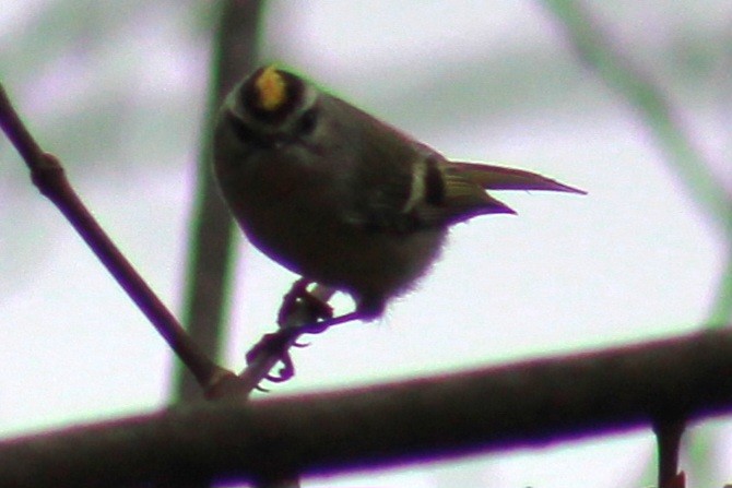 Golden-crowned Kinglet - ML612351412