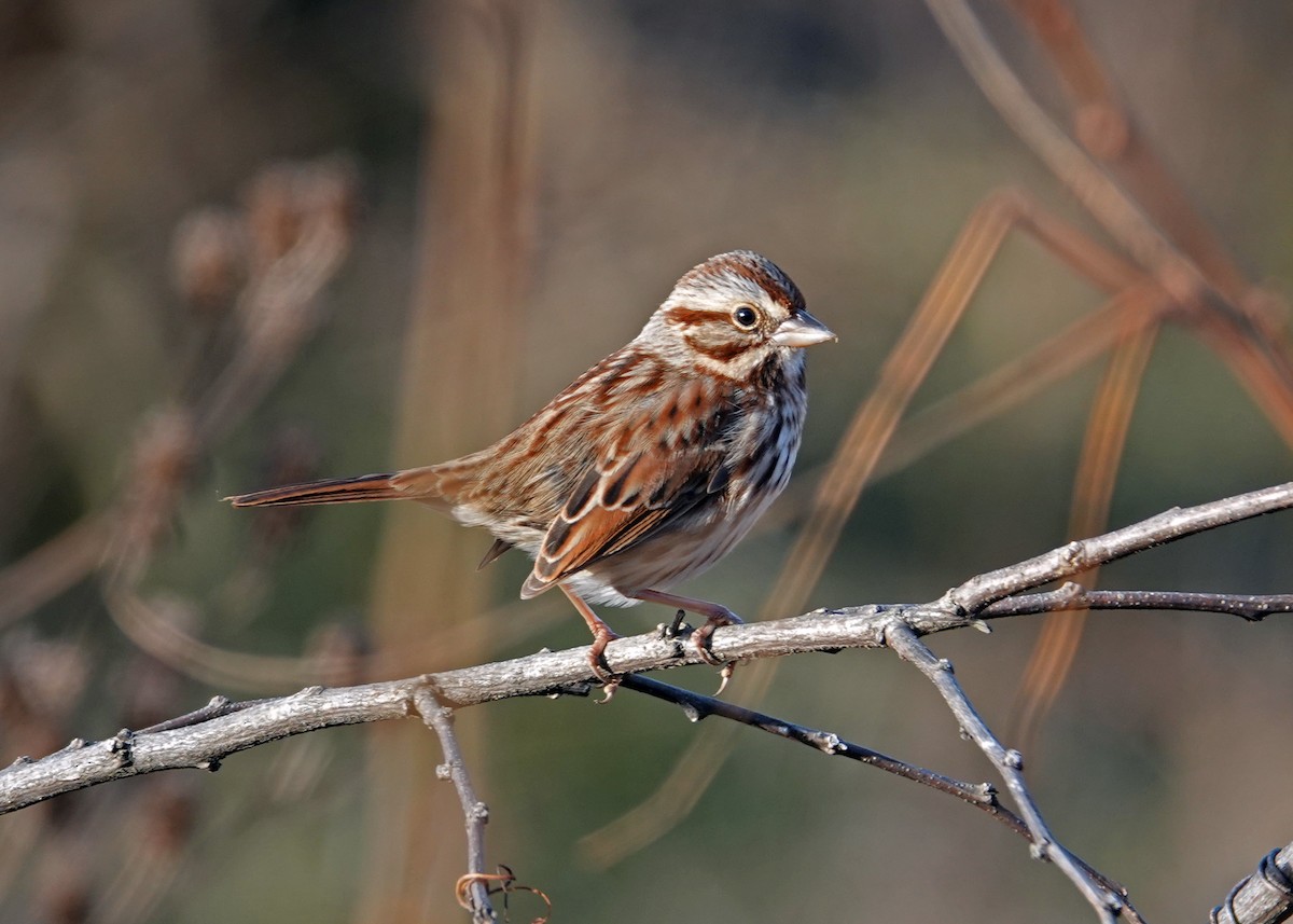 Song Sparrow - ML612351429