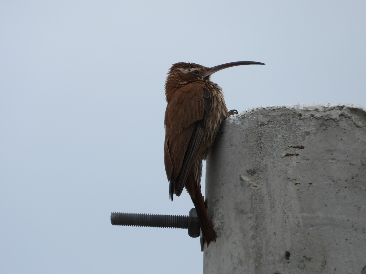 Scimitar-billed Woodcreeper - ML612351449