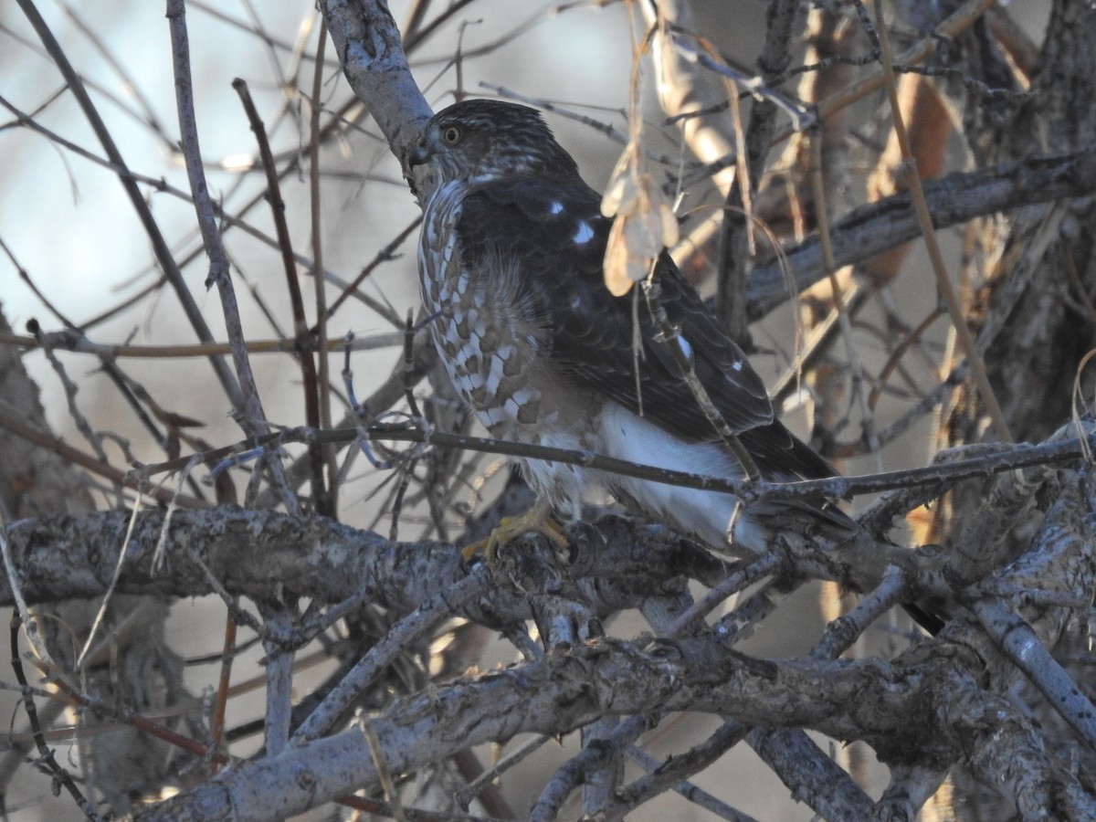 Sharp-shinned Hawk - ML612351555