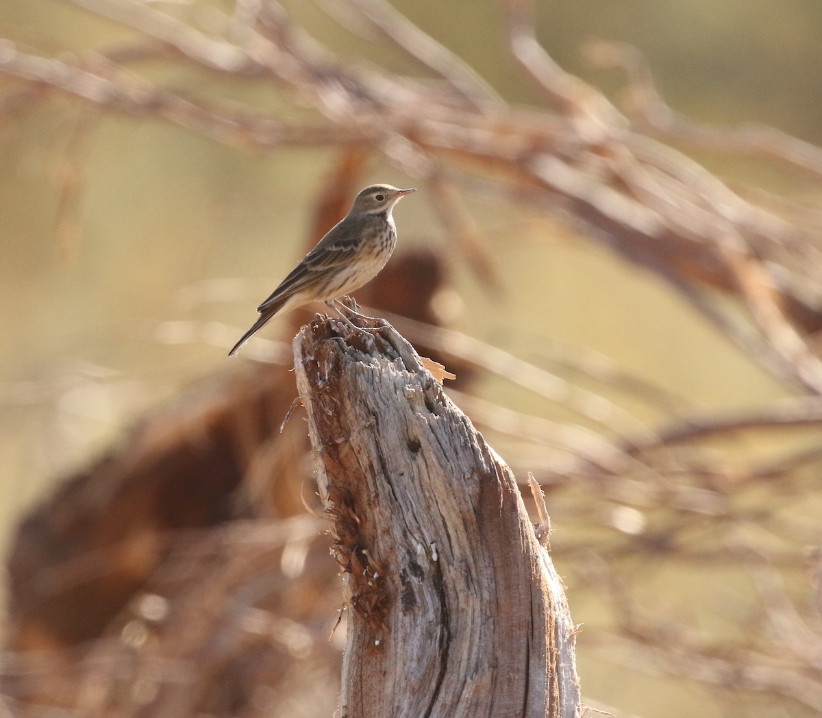 American Pipit - ML612351563