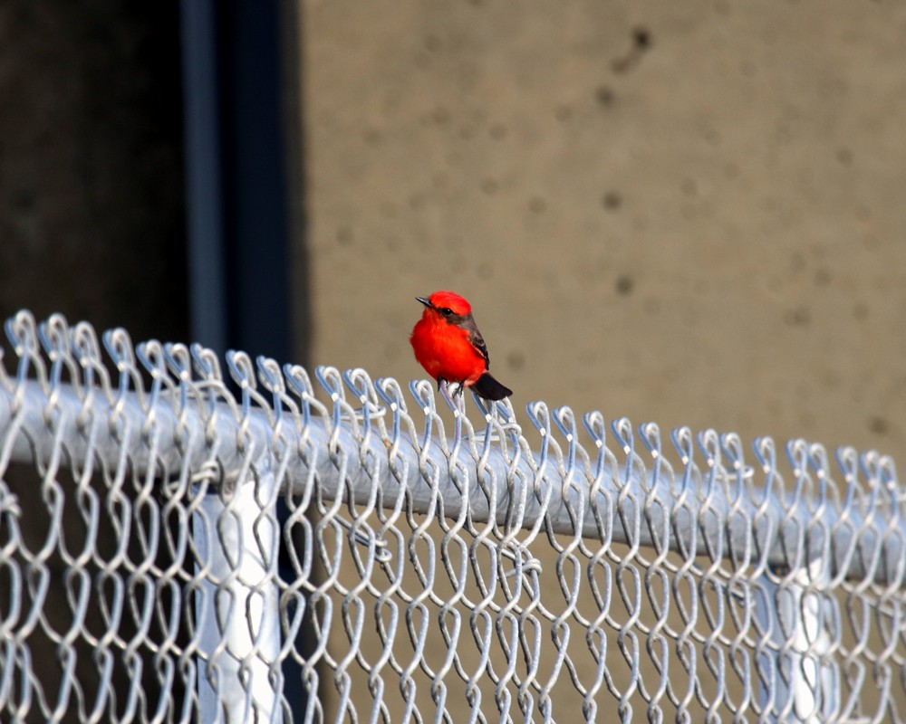 Vermilion Flycatcher - ML612351582