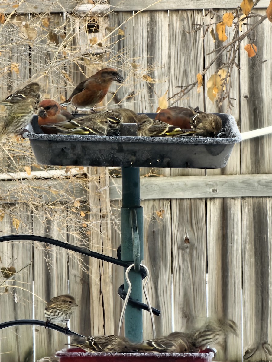 Red Crossbill - ML612351589