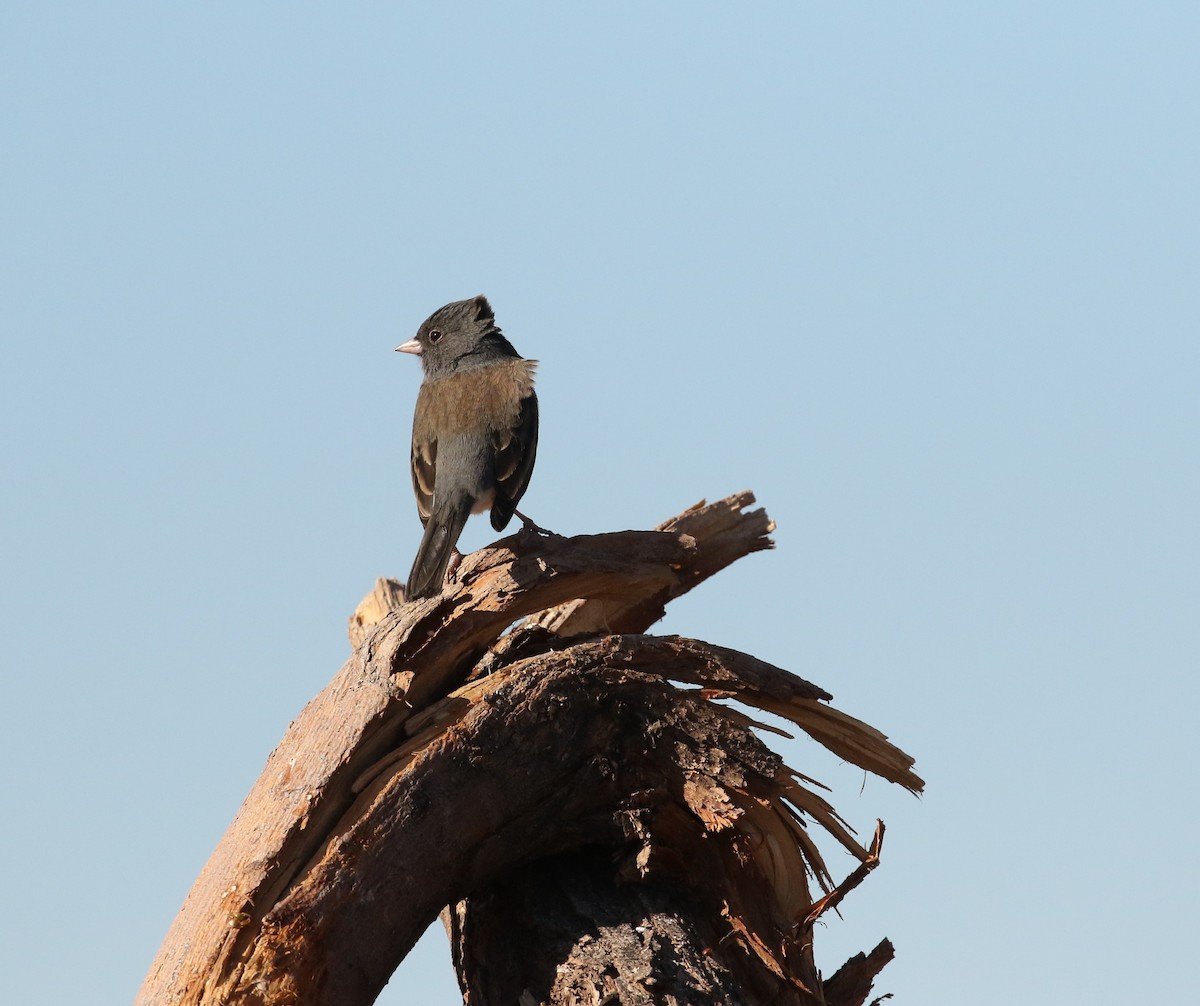 Dark-eyed Junco - ML612351606