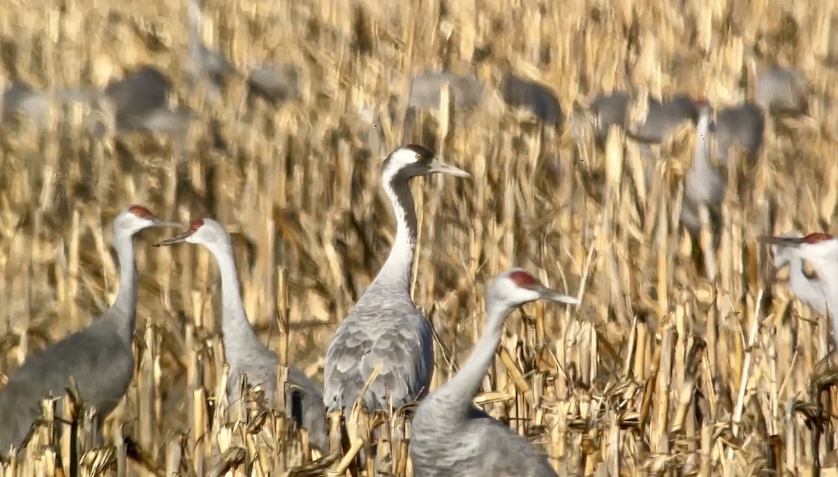 Common Crane - ML612351618