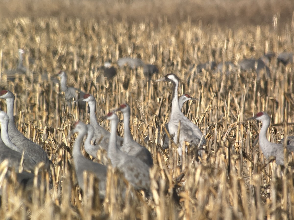 Common Crane - Christian Walker