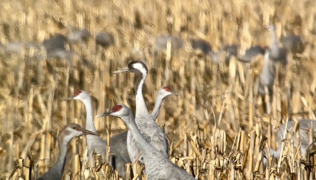 Common Crane - ML612351621