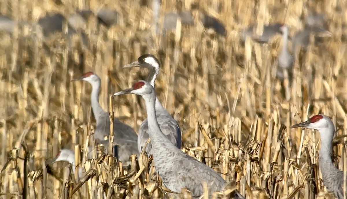 Common Crane - Christian Walker