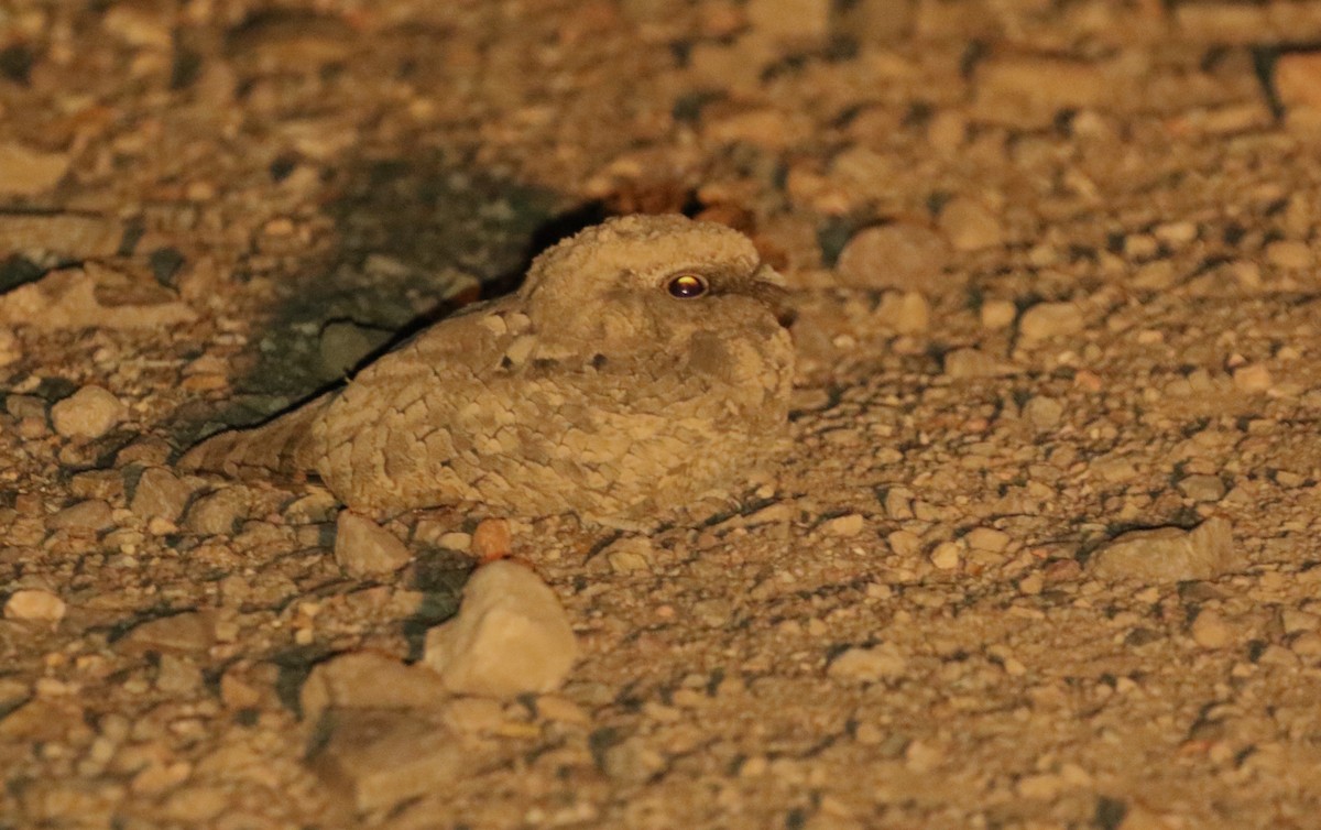 Common Poorwill - ML612351715