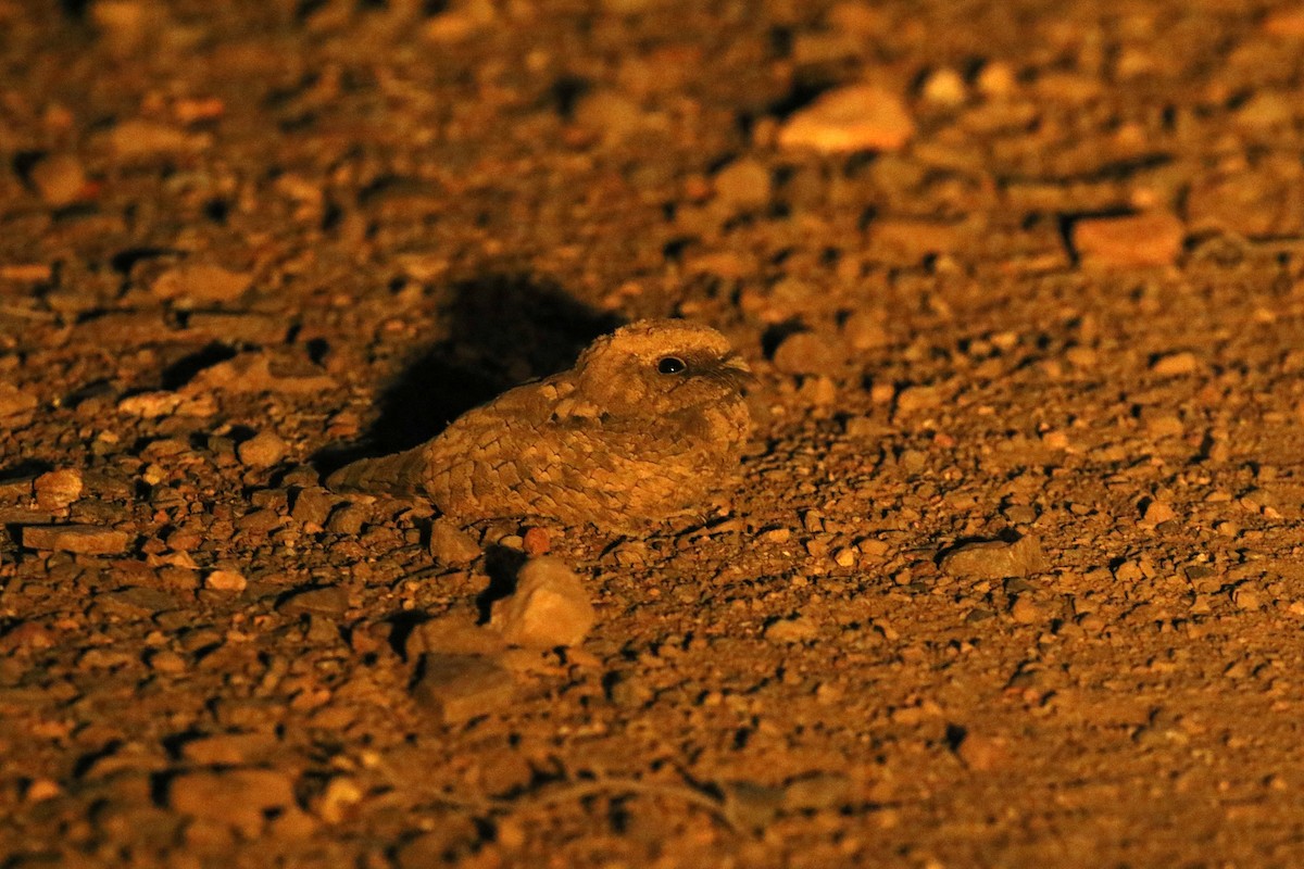 Common Poorwill - ML612351716