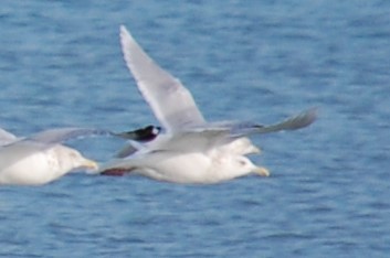 Glaucous Gull - ML612351720