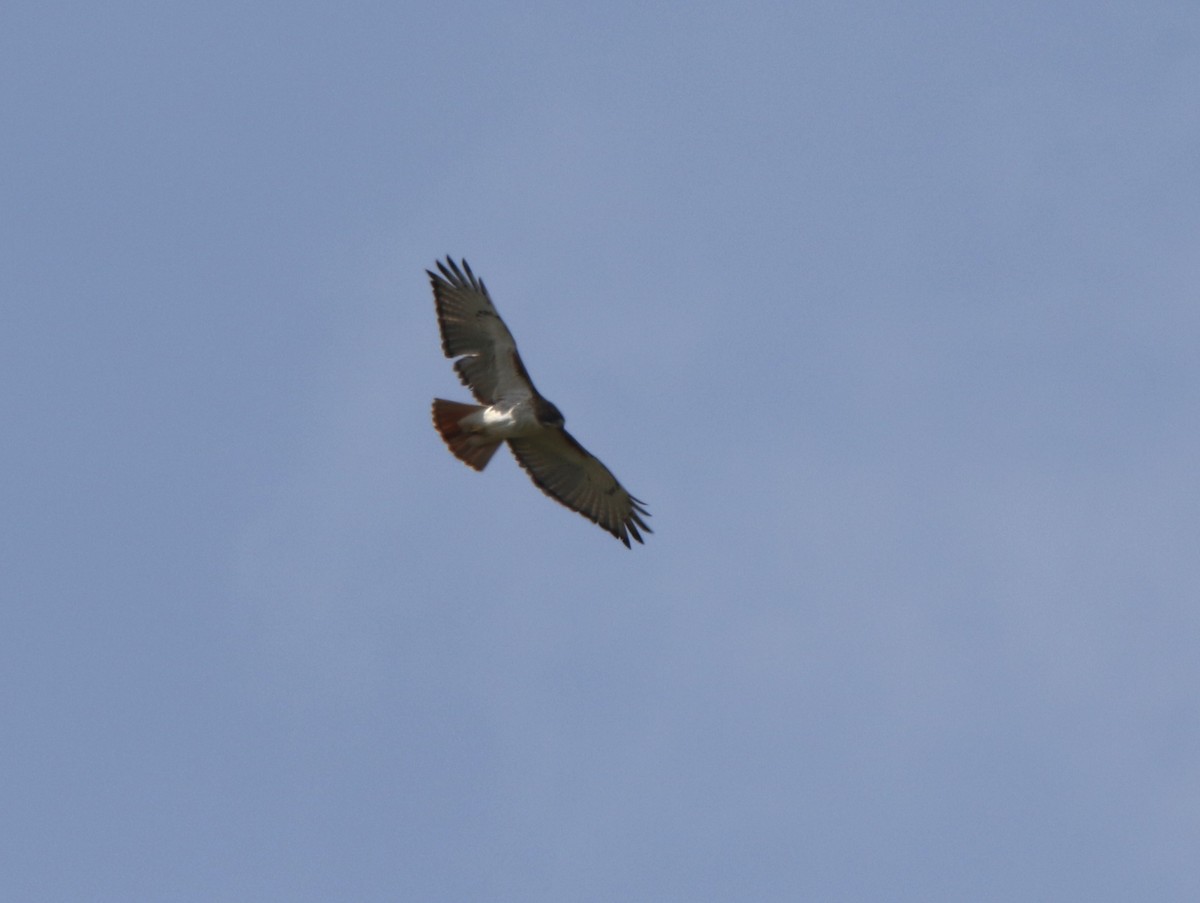 Red-tailed Hawk (fuertesi) - ML612351761