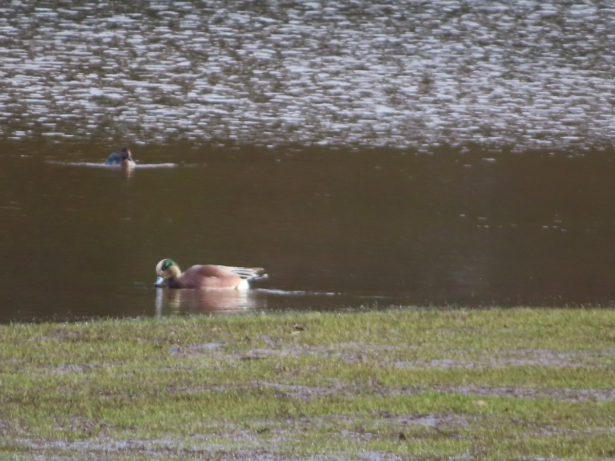 American Wigeon - ML612351795