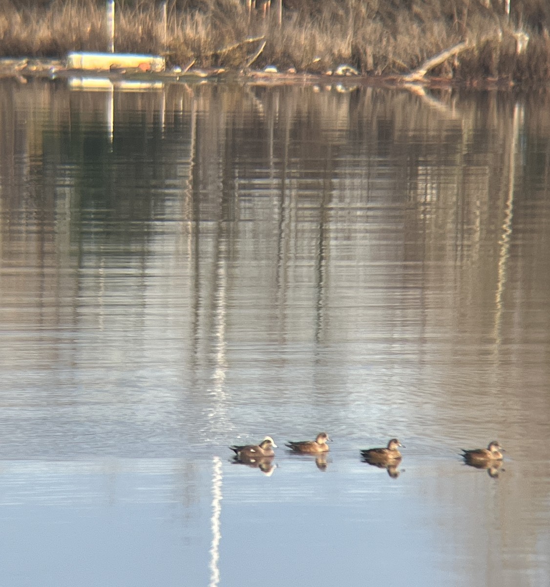 American Wigeon - ML612351906