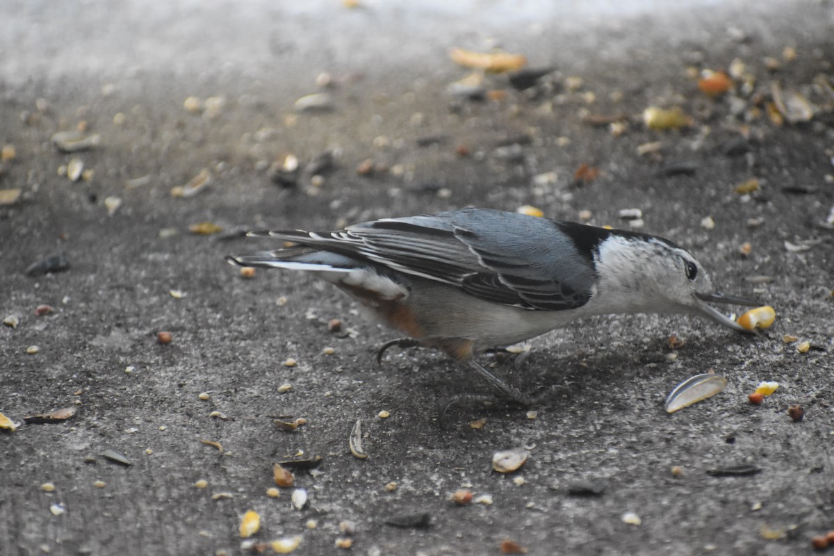 Beyaz Göğüslü Sıvacı (carolinensis) - ML612351915