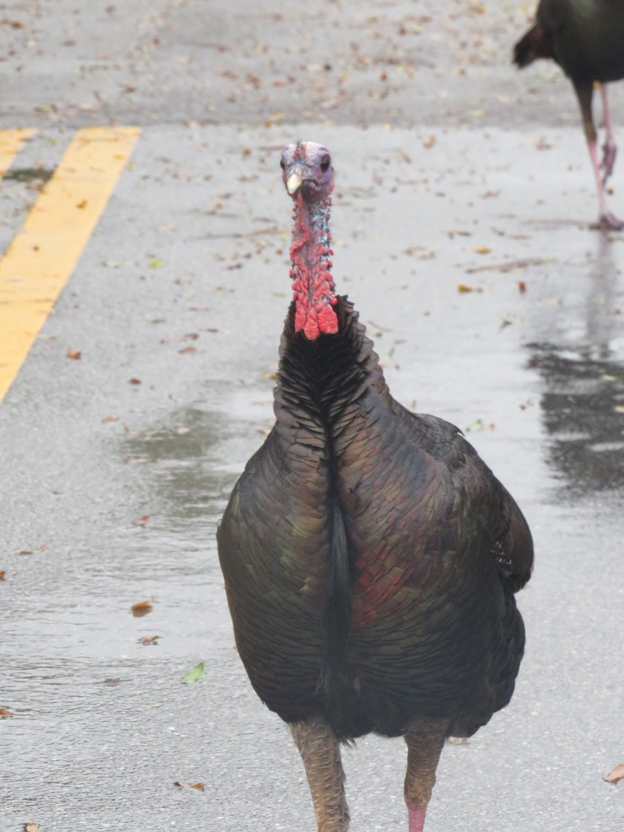 Wild Turkey - ML612351922