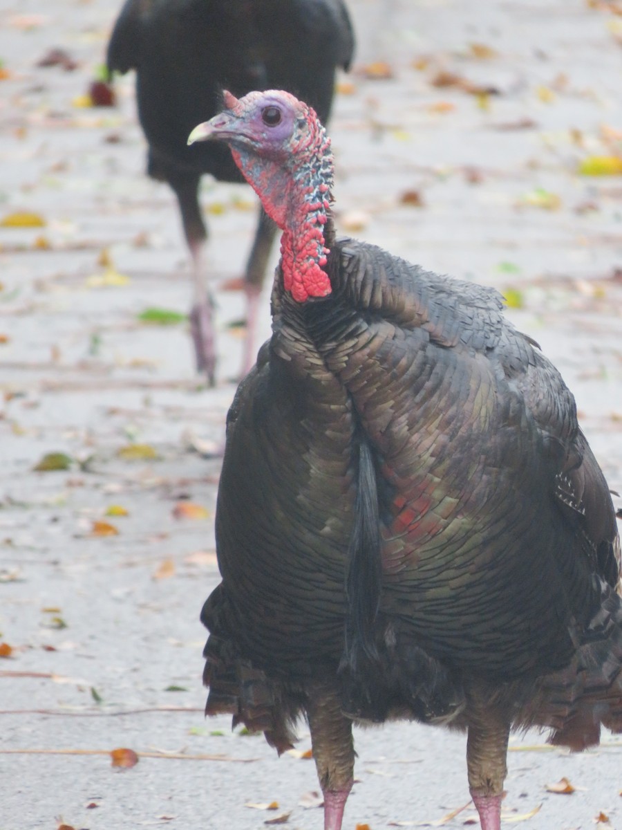 Wild Turkey - ML612351923