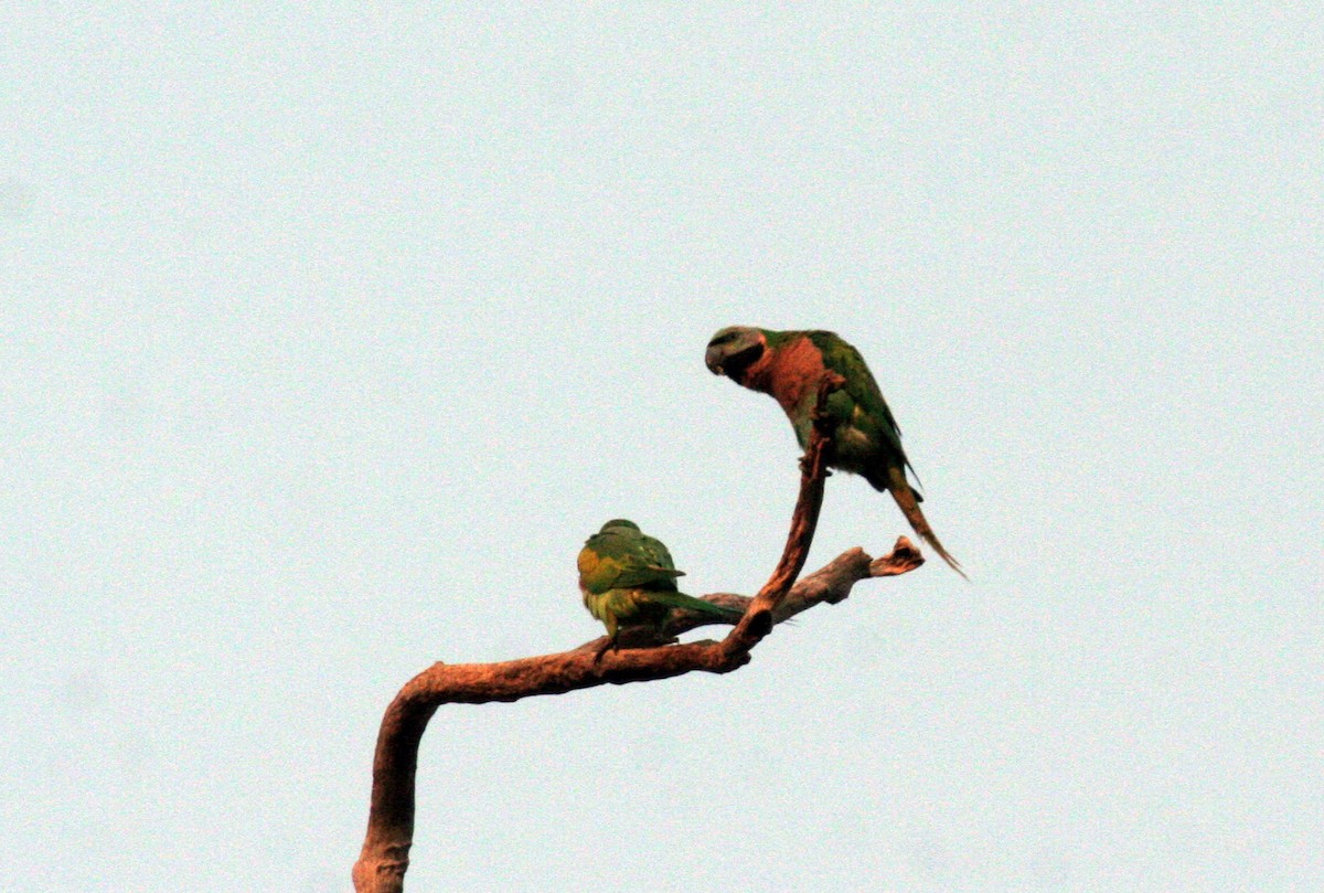 Red-breasted Parakeet - ML612351928