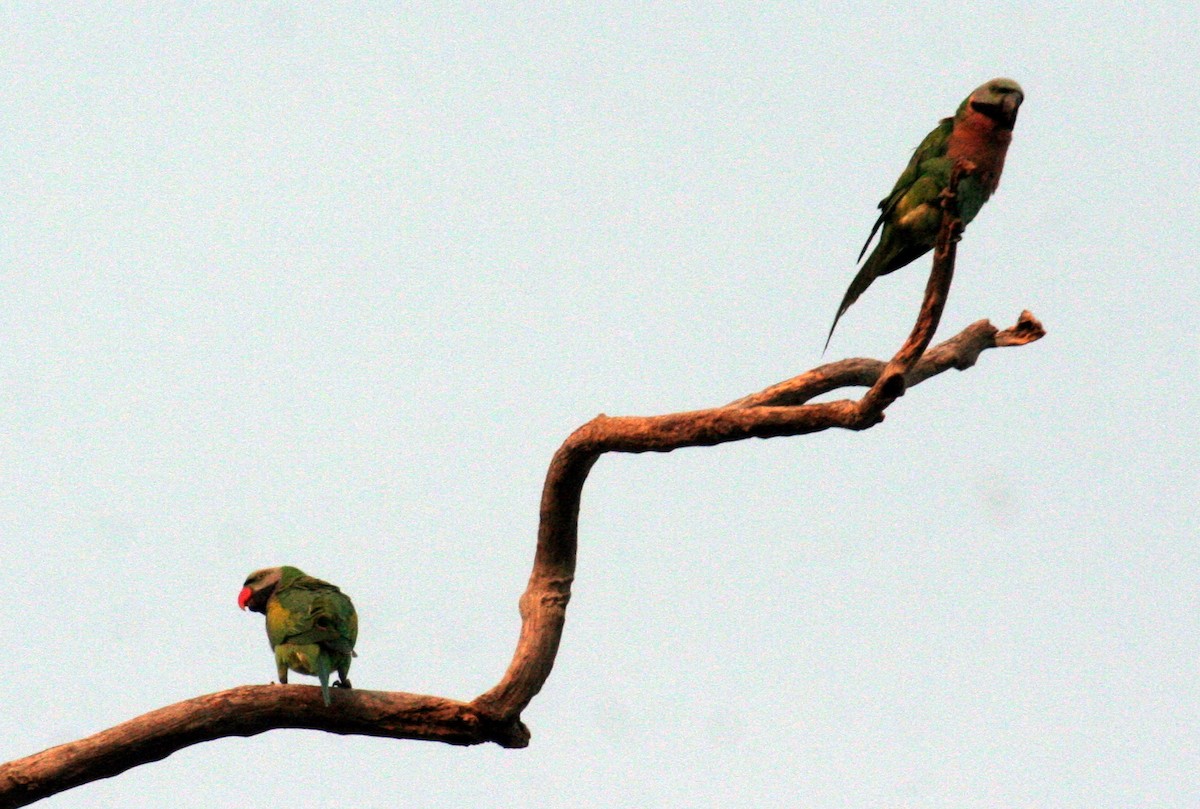 Red-breasted Parakeet - ML612351929