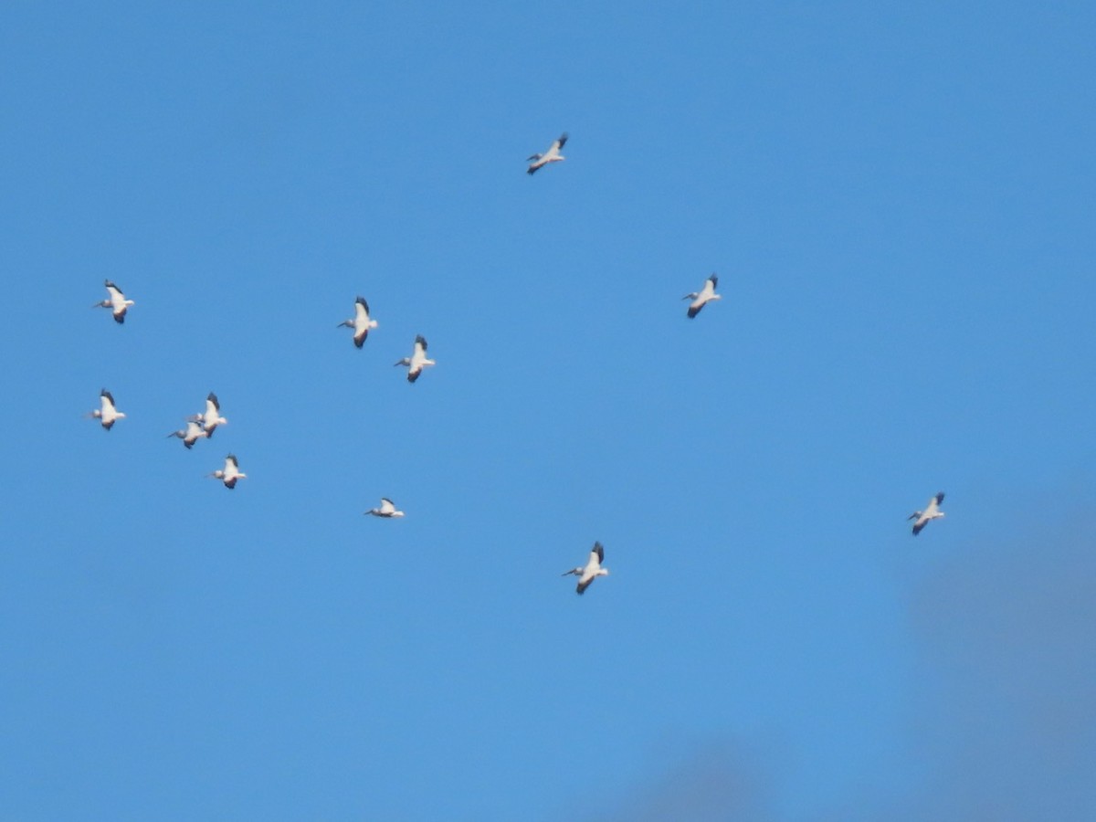 American White Pelican - ML612351933