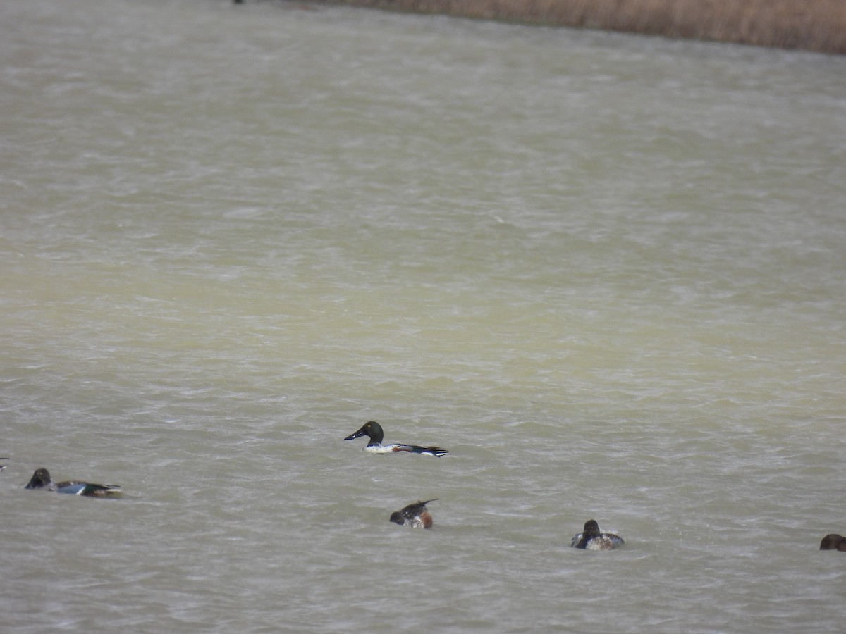 Northern Shoveler - ML612352023